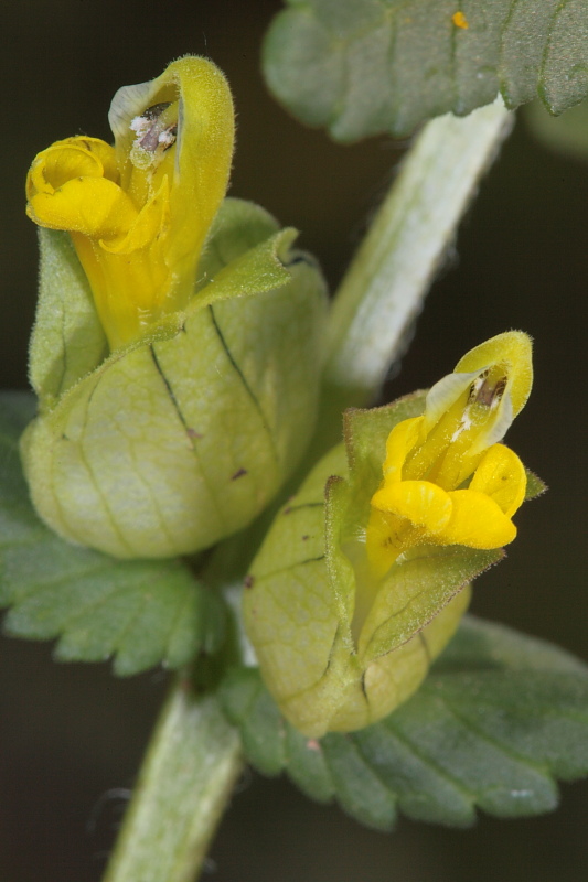 Rhinanthus minor (=Rhinanthus personatus) / Cresta di gallo minore